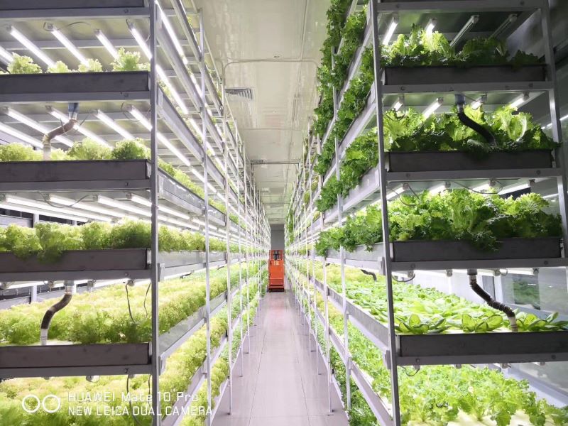 水培植物工廠