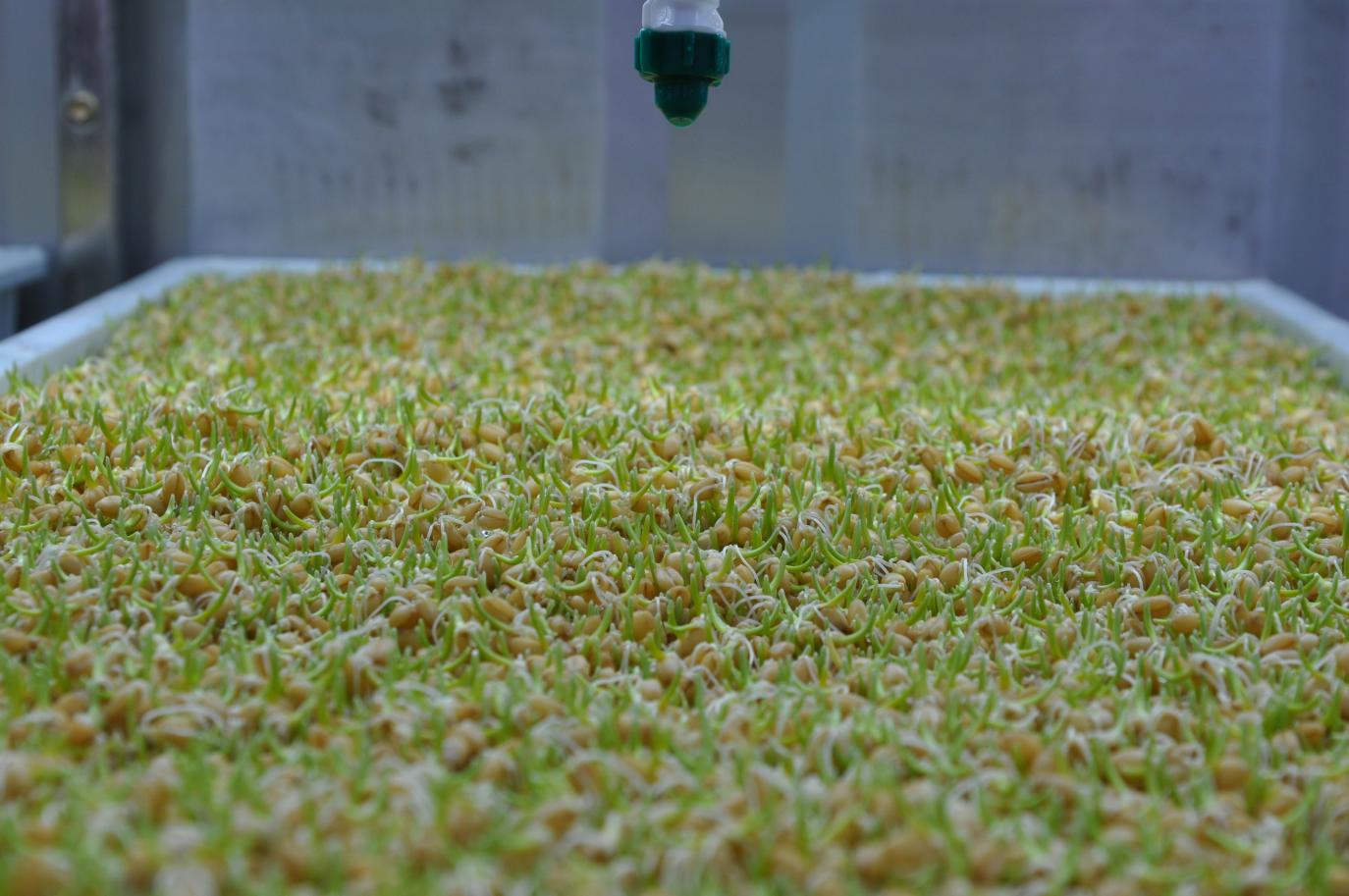 水培牧草04