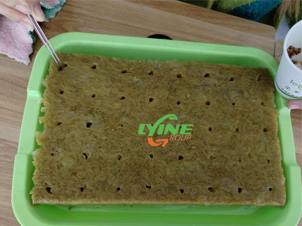 薄荷種子育苗